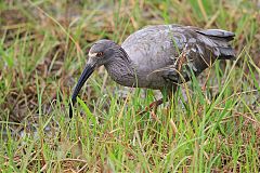 Plumbeous Ibis